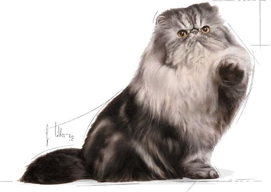 İran Kedisi Için Kuru Kedi Maması 2kg