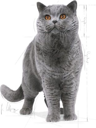 British Shorthair Yetişkin Kedi Maması 2kg