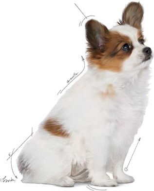 Xsmall Puppy Çok Küçük Irklar Için Yavru Kuru Köpek Maması 3kg