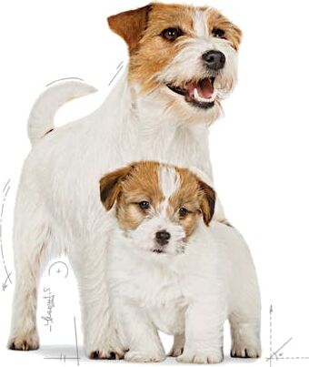 Starter Mother&Babydog Gebe/Laktasyondaki Anne ve Yavru Köpekler için Kuru Köpek Maması 4kg