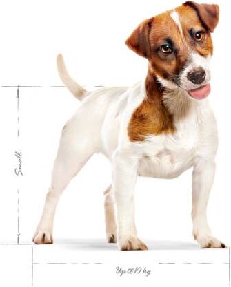 Mini Adult Küçük Irklar Için Yetişkin Kuru Köpek Maması 4kg