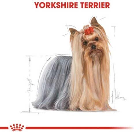 Yorkshire Terrier Yetişkin Kuru Köpek Maması 1.5kg