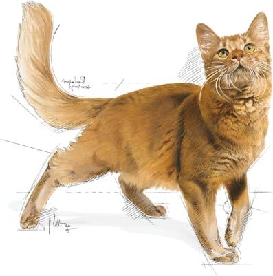 Fit32 Yetişkin Kuru Kedi Maması 2kg