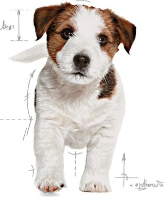 Küçük Irklar Için Yavru Kuru Köpek Maması 2kg