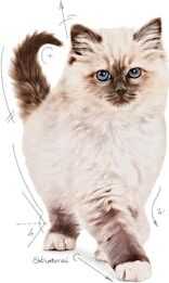 Kitten Yavru Kediler Için Kuru Kedi Maması 2kg