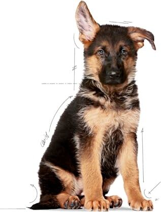 Büyük Irklar Için Yavru Kuru Köpek Maması 15kg