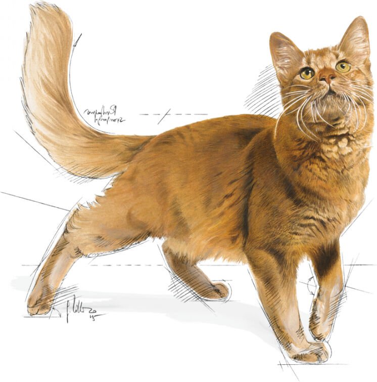 Royal Canin Fit 32 10 kg Yetişkin Kedi Maması İstiridye Tatlı Sağlıklı Kilo Kontrolü