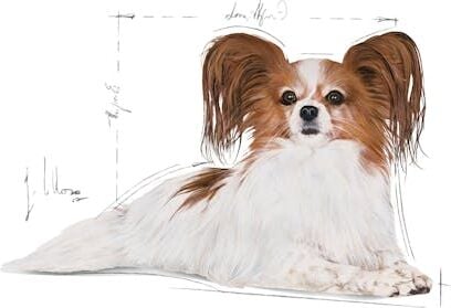 X-small Yetişkin Köpek Maması 1,5 Kg