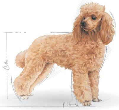 Poodle Yetişkin Kuru Köpek Maması 3kg